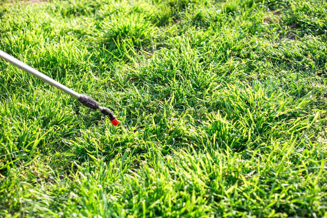 Homeowner spraying insecticide on their lawn, wondering can you spray insecticide on wet grass.