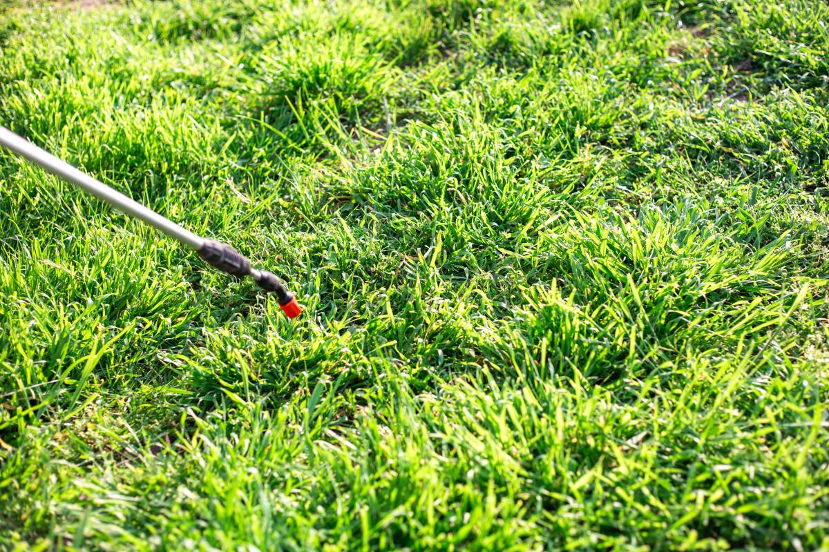 Homeowner spraying insecticide on their lawn, wondering can you spray insecticide on wet grass.