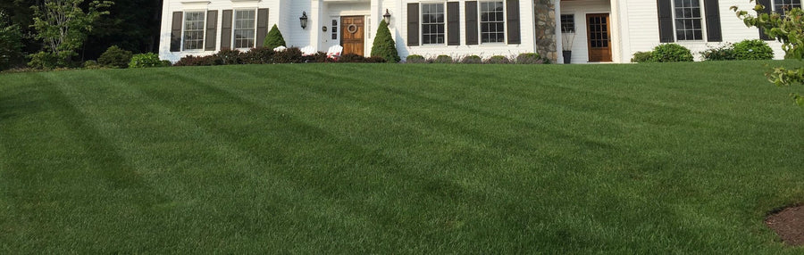 Iron Lawn Fertilizer: Why Is Iron Important?