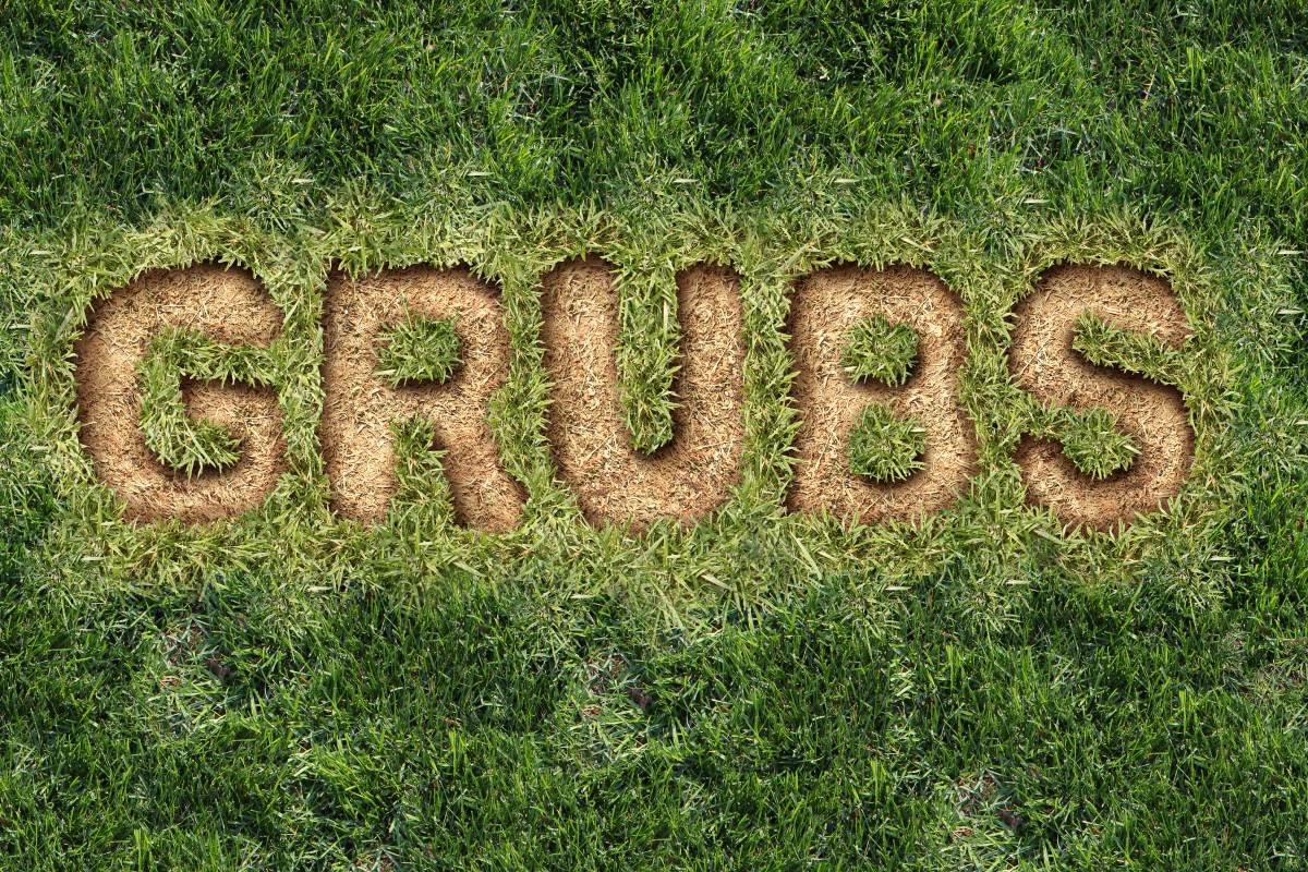 Illustration highlighting when to treat lawn for grubs to prevent turf damage