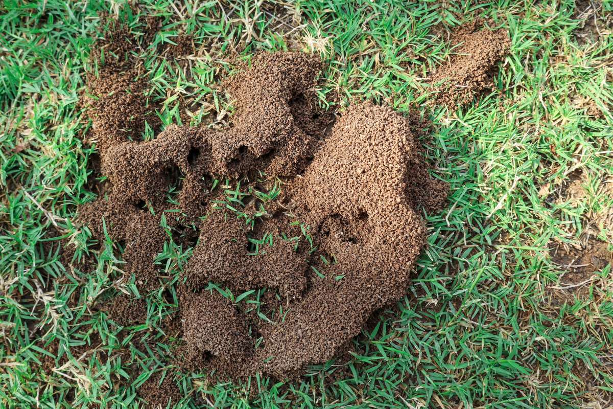 Large ant mound in lawn showing infestation, example of how to kill ants in yard effectively