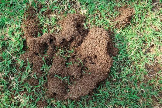 Large ant mound in lawn showing infestation, example of how to kill ants in yard effectively