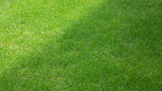 Lawn Showing Sun And Shade Contrast