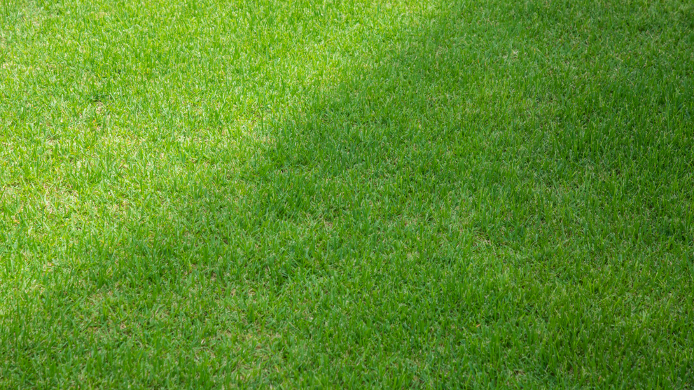 Lawn Showing Sun And Shade Contrast