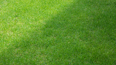 Sun and Shade Grass Seed: Do Mixed Blends Actually Work?