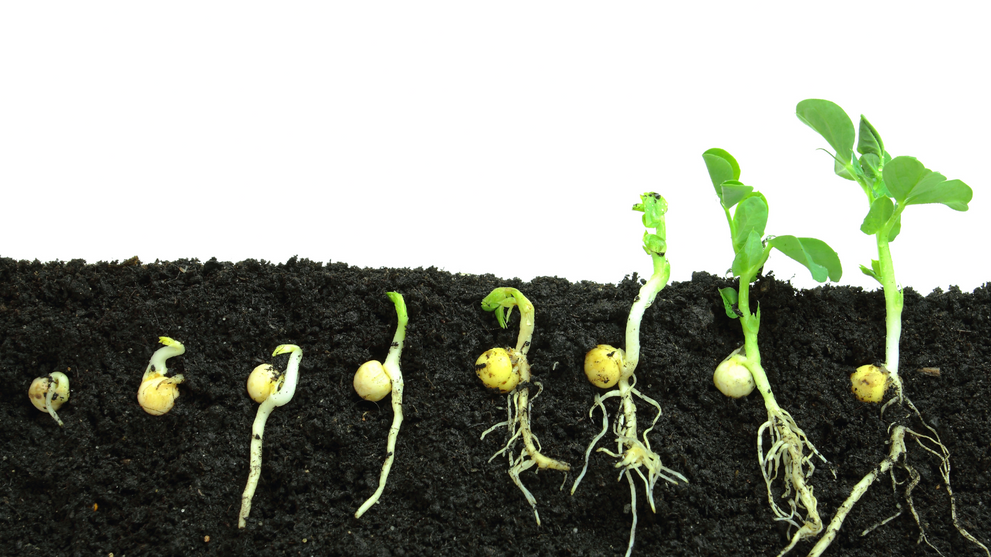 Learning About Seed Germination Stages In Moist Soil