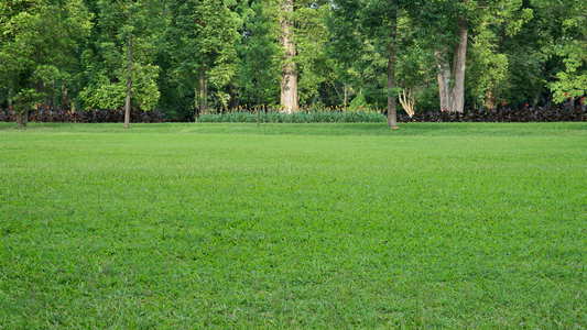 Lush Green Lawn Established In Spring