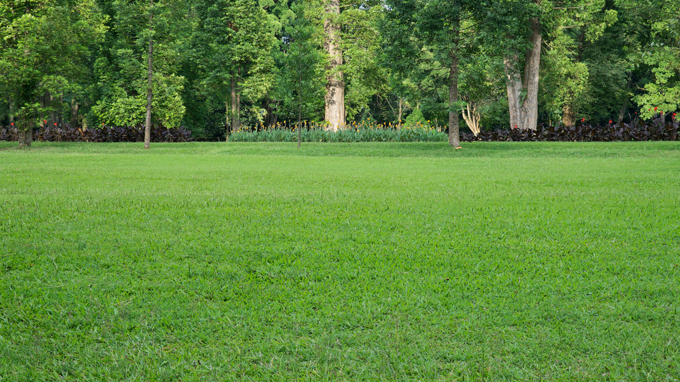 Lush Green Lawn Established In Spring
