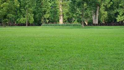 Best Grass Seed to Plant in Spring