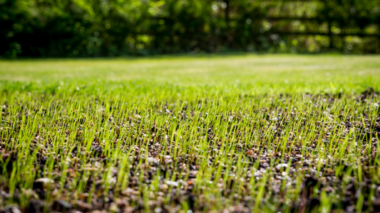 New Grass Seedlings Emerging From Soil