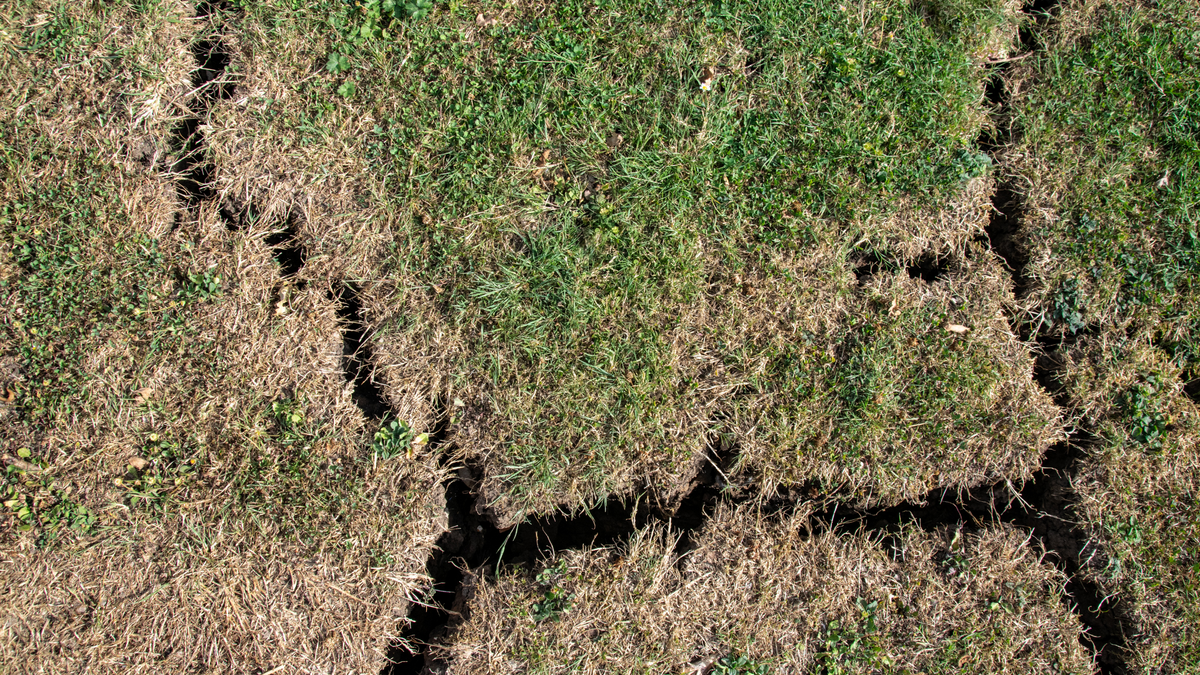 Patchy Lawn Showing Poor Soil Damage