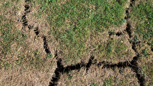 Patchy Lawn Showing Poor Soil Damage
