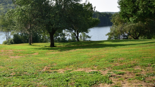 Patchy Lawn With Shade Under Trees
