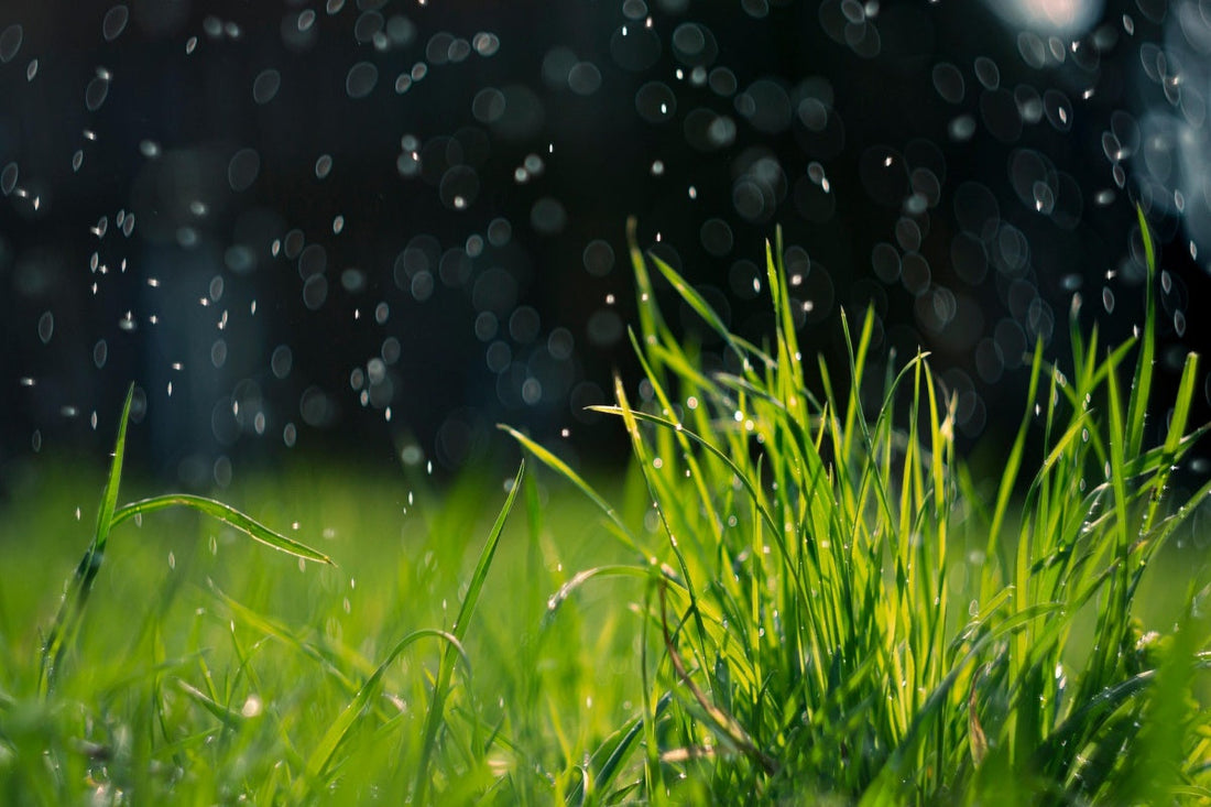 Pre-Emergent Before Rain