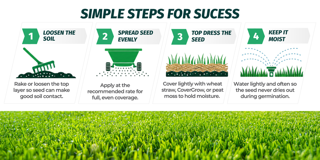 how to plant grass seed