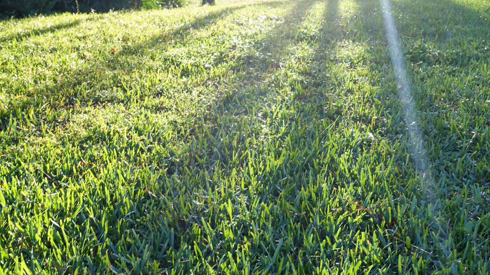 Sunlight Shining Across Healthy Green Grass