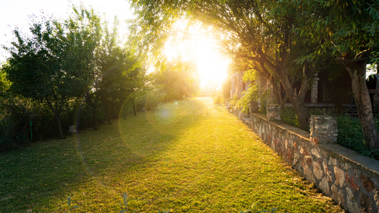Sunlit Summer Lawn With Stone Wall