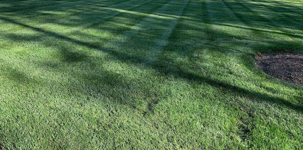 Tall Fescue Grass Lawn Close Up