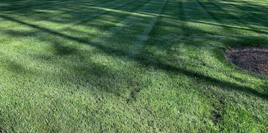 Tall Fescue Grass Lawn Close Up