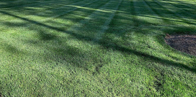 Tall Fescue Grass Seed: Everything to Know Before You Plant
