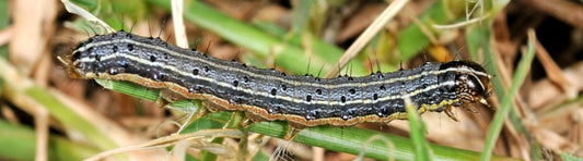 Army worm infestation in a lawn