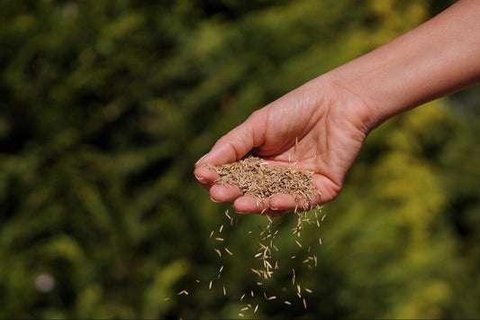 best grass seed for kansas