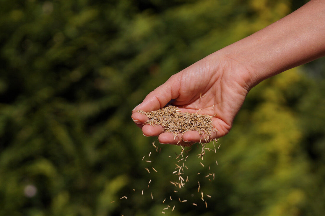 best grass seed to plant in spring