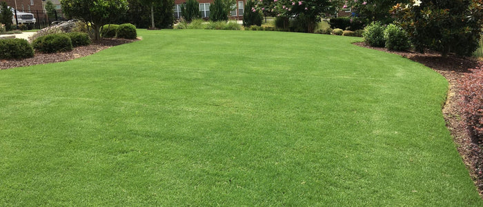 Best Fertilizer for Bermuda Grass