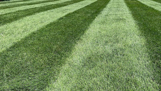 best fertilizer for bahia grass