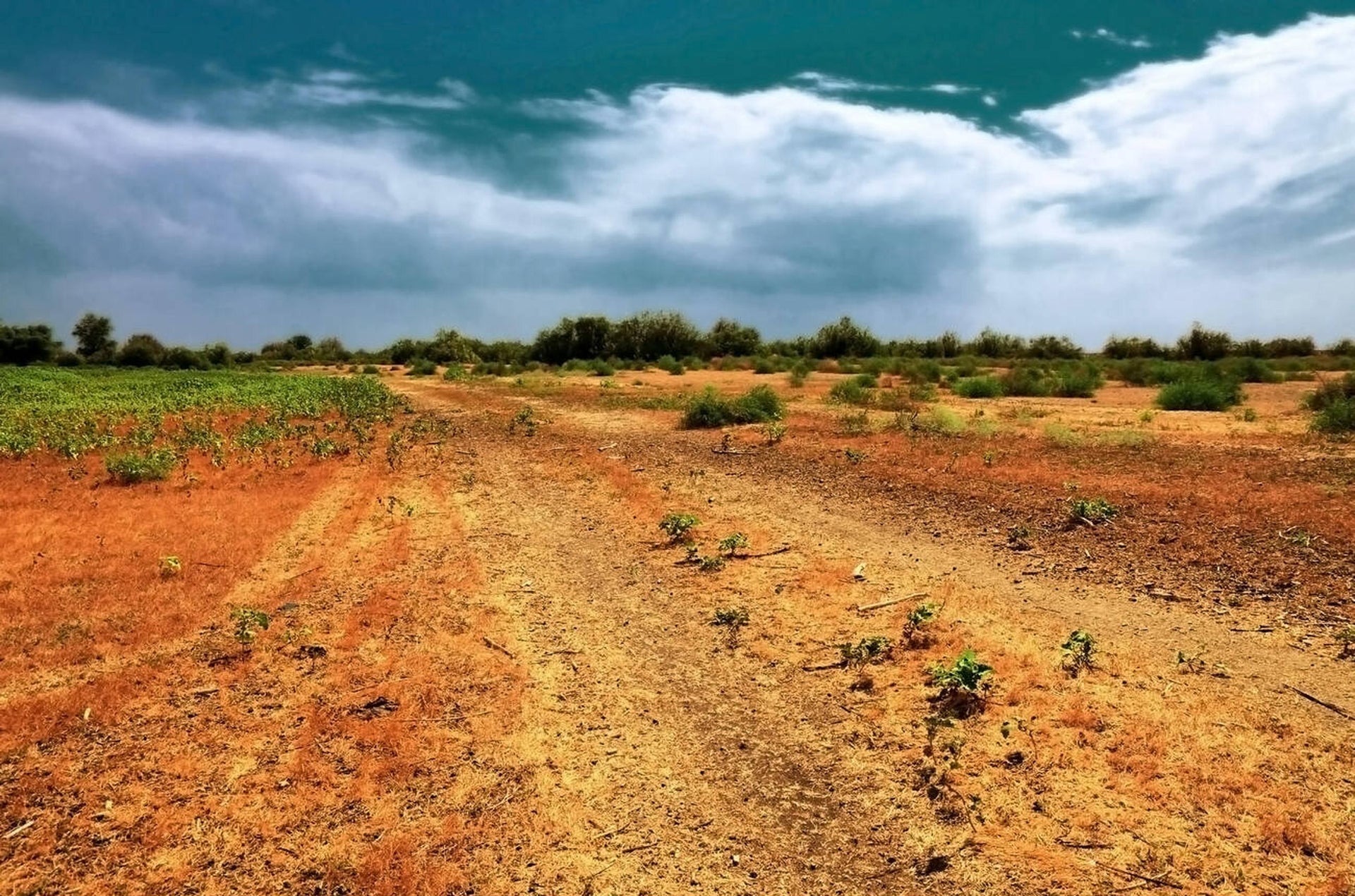 How to Test Clay Soil for Lawn: Easy Steps for Perfect Turf