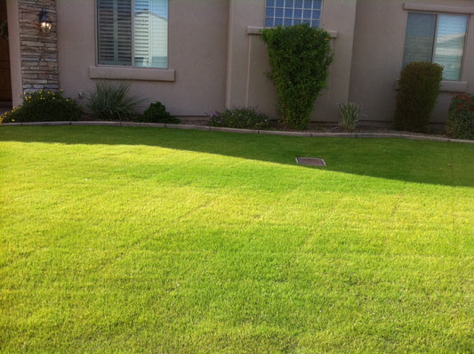 best fertilizer for yellow grass 