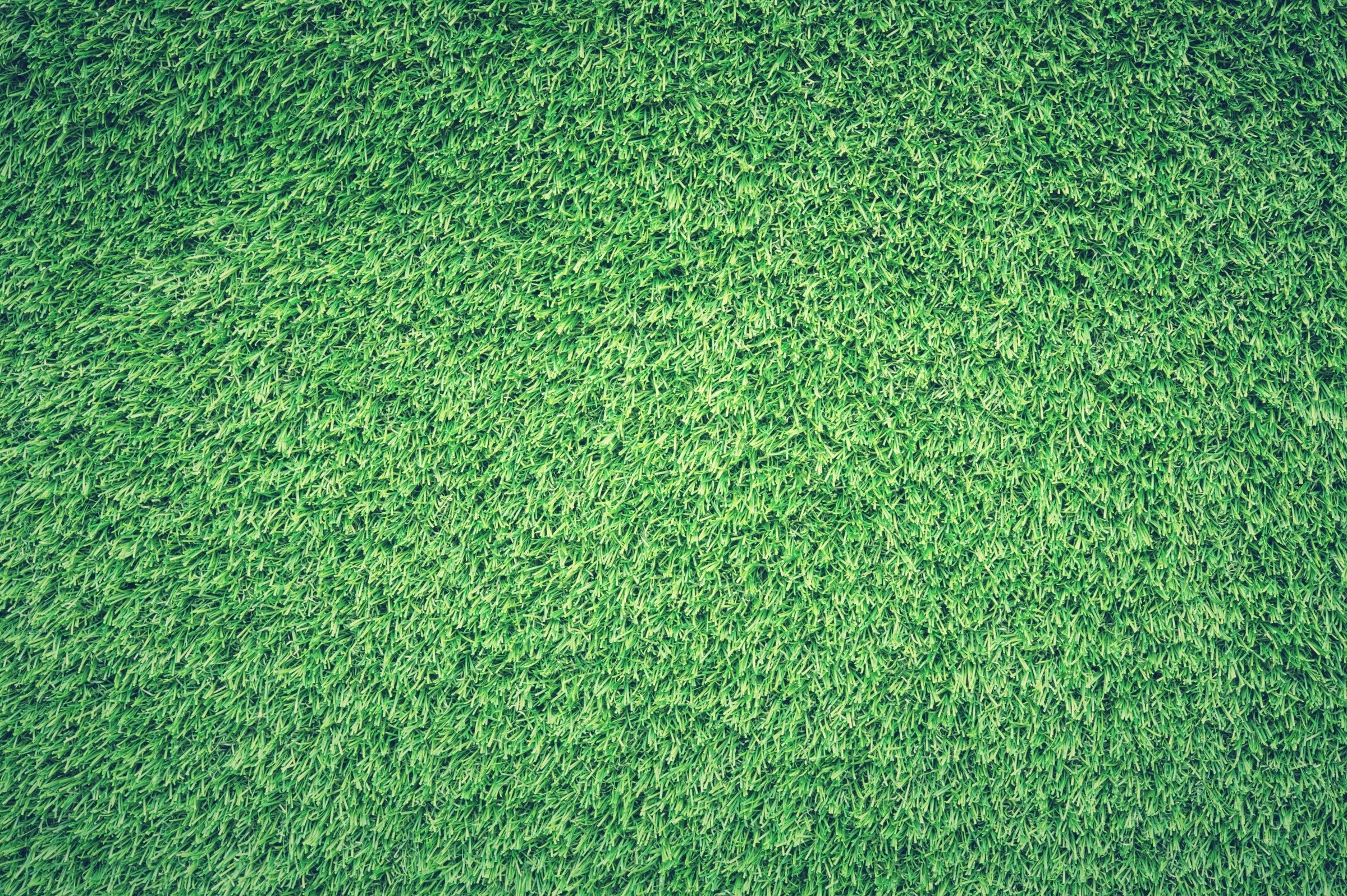 best grass for shade and high traffic