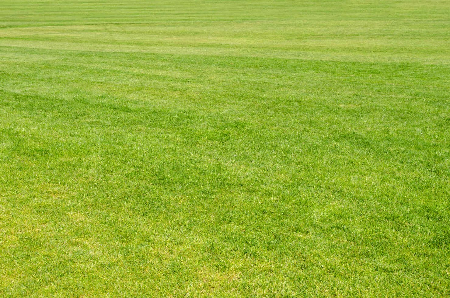 best grass for shade in florida