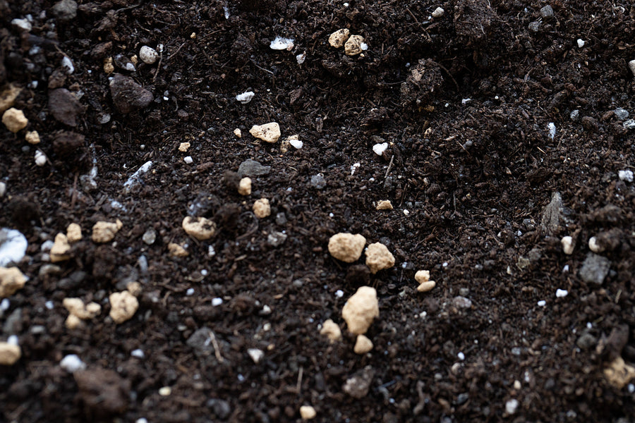 Best Grass Seed Fertilizer