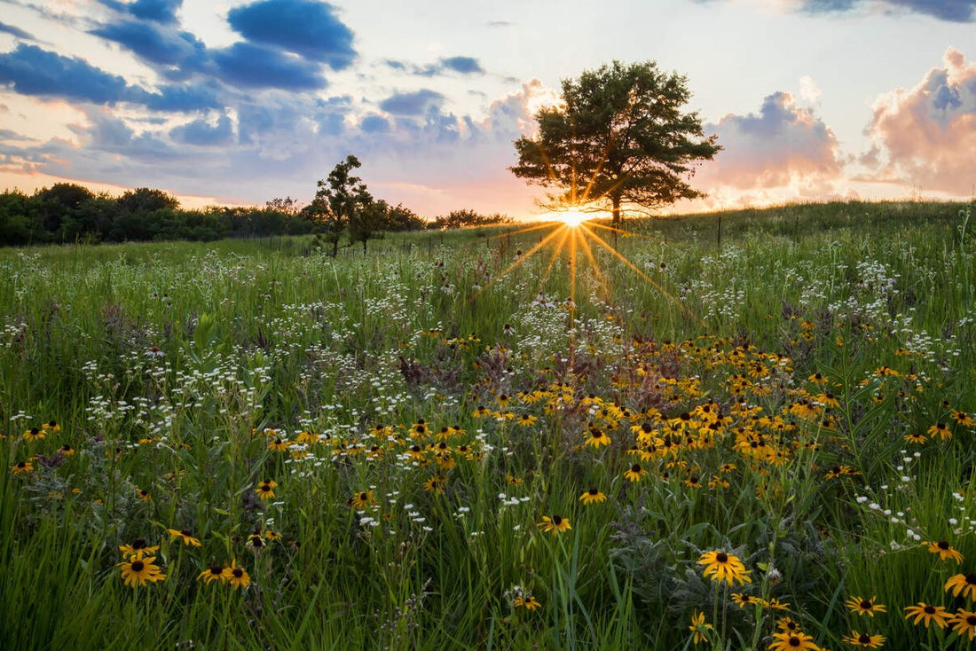 best grass seed for midwest