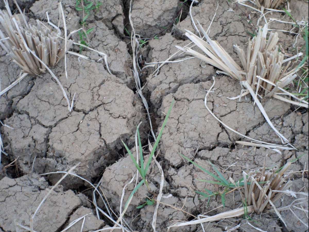 best grass seed for poor soil