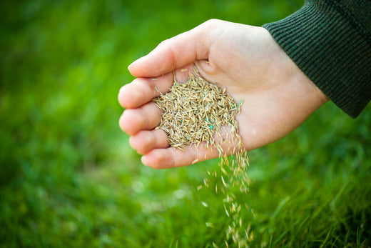 best grass seed for sacramento