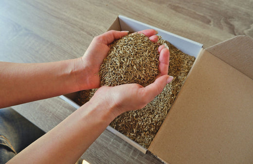 best grass seed for sandy soil