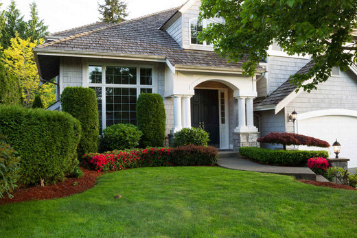 best grass seed for seattle