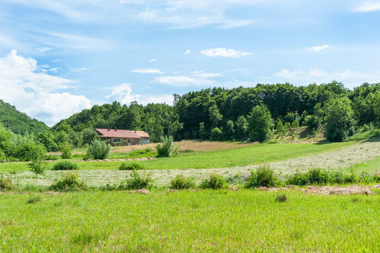 best grass seed for slopes