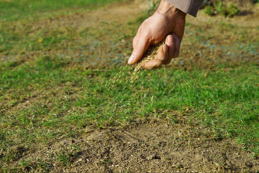 best grass seed for south dakota