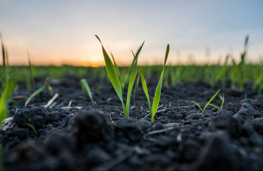 best grass seed to plant in fall