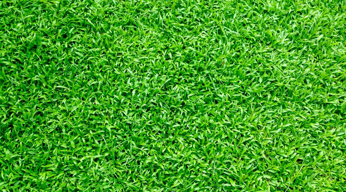 best pre emergent for bermuda grass in texas