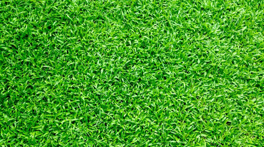 best pre emergent for bermuda grass in texas