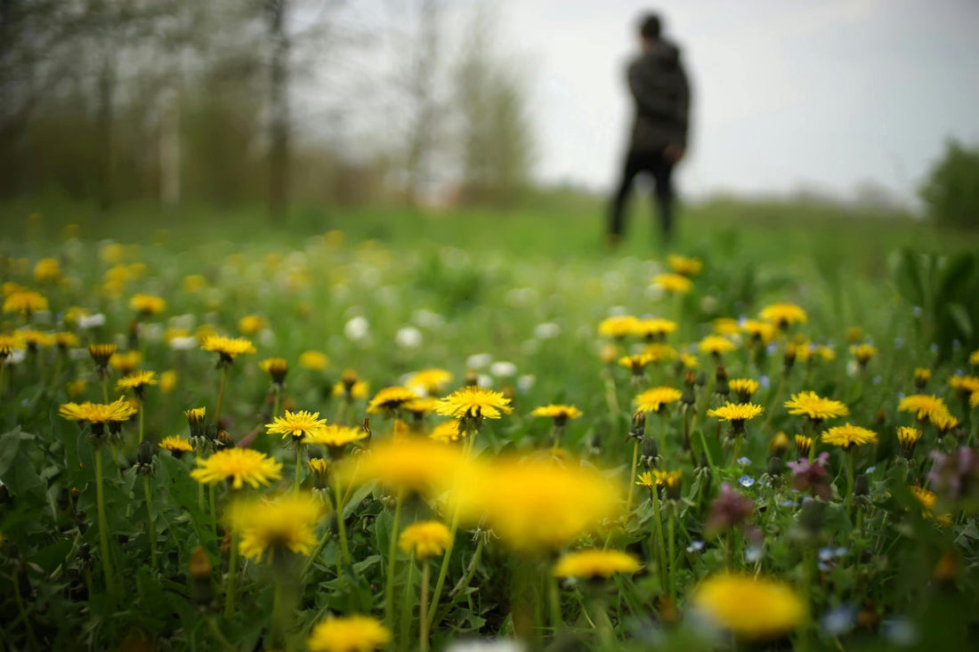 best pre emergent for dandelions