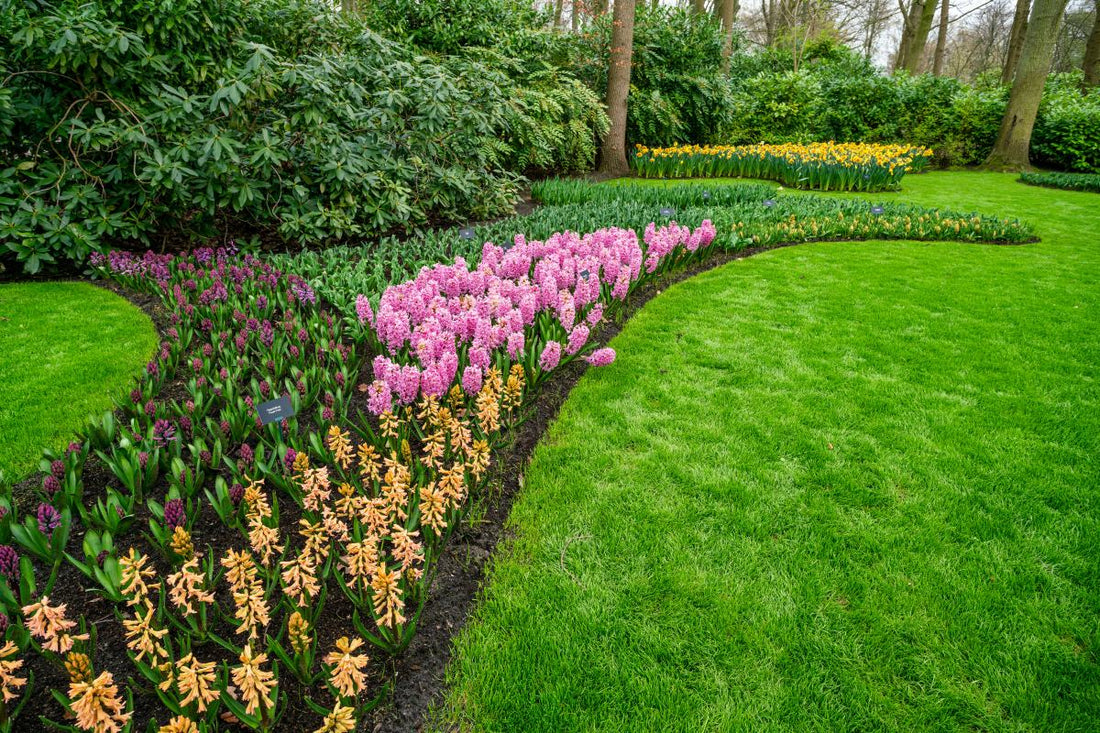 Best Pre-Emergent for Flower Beds