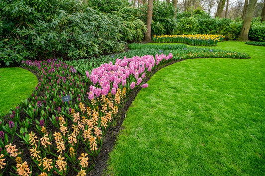 Best Pre-Emergent for Flower Beds