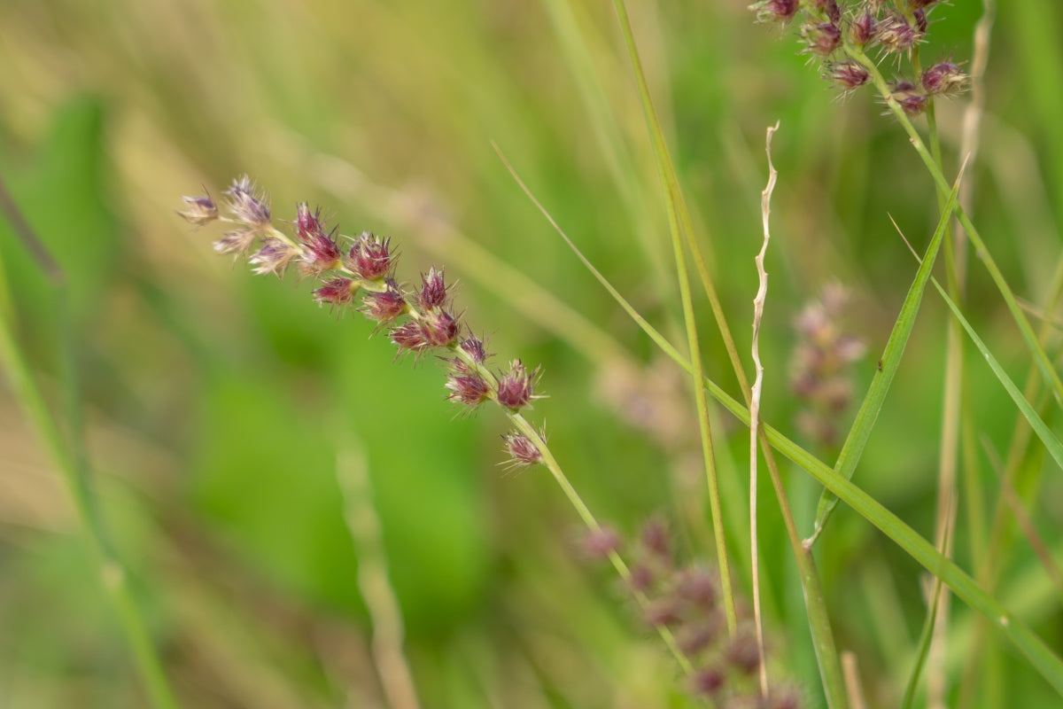 best pre emergent for grass burrs