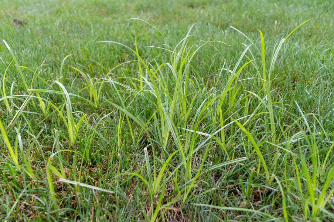 best pre emergent for nutsedge