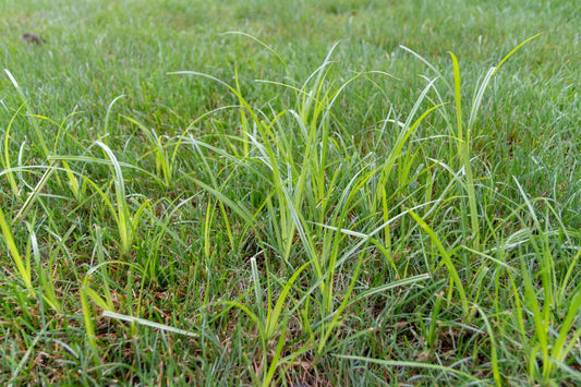 best pre emergent for nutsedge